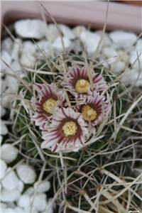 99724a29-IMG_4827 ferrocactus ferrarii.jpg